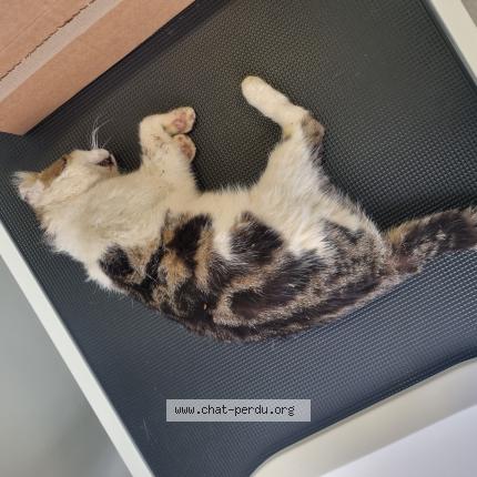 Photo 1/1 Found cat Found in Beurlay