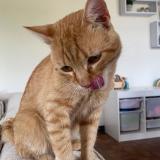 Picture of cat lost at Montauban