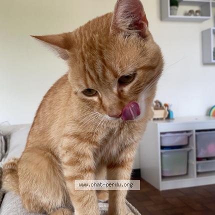 Photo 1/1 Ron Chat lost in Montauban