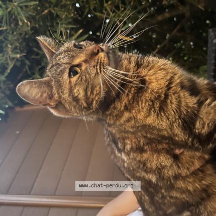 Photo 1/1 Found cat Found in Aubervilliers