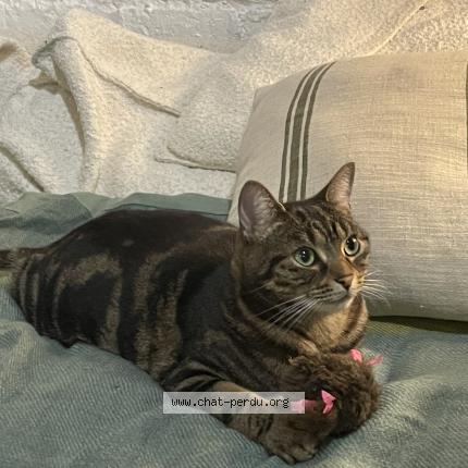 Photo 1/1 Pôchi Chat lost in Bagnolet