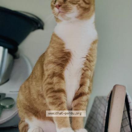 Photo 1/1 Ghislaine Massard Chat lost in Nogent sur loir