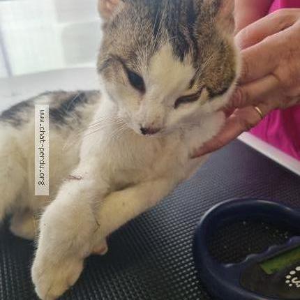 Photo 1/2 Found cat Found in Beurlay