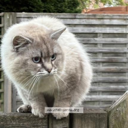 Photo 1/1 Found cat Found in Ruisbroek