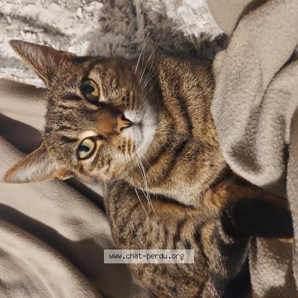 Foto van vermiste kat in Hollogne