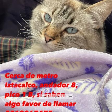 Photo 1/1 Cheta Chat lost in Ciudad de mexico