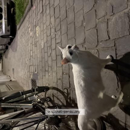 Foto van gevonden kat in Bruxelles