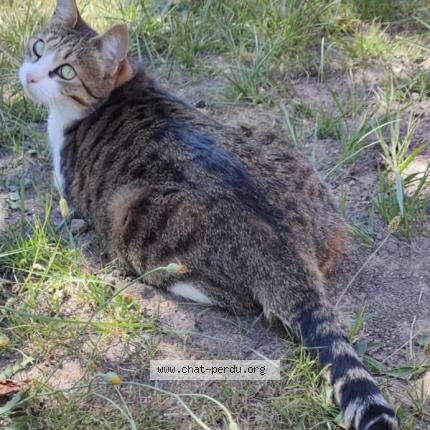 Photo 1/1 Nala Chat lost in Bosroumois