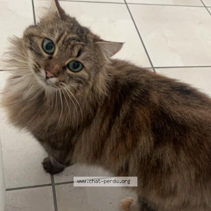 Photo 1/1 Choupette Chat lost in Dompierre sur yon