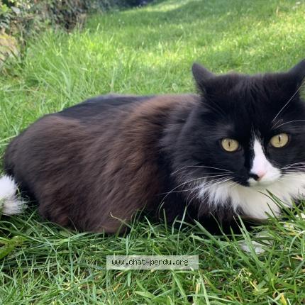 Photo 1/1 Spike Chat lost in Orchies