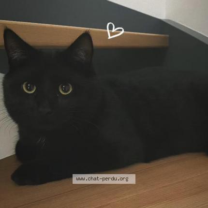 Photo 1/1 Kara Chat lost in Champagney