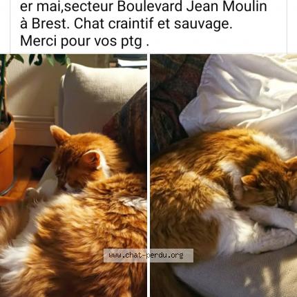 Photo 1/2 Pas de nom . Chat lost in Brest