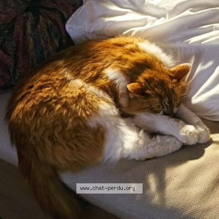 Photo 2/2 Pas de nom . Chat lost in Brest