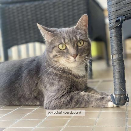 Photo 1/1 Osiris Chat lost in Reims