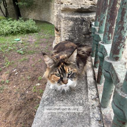 Photo 1/1 Found cat Found in Montpellier