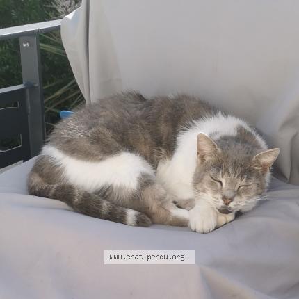 Photo 1/1 BOSS Chat lost in Argeles sur mer