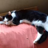 Picture of cat lost at Malzeville