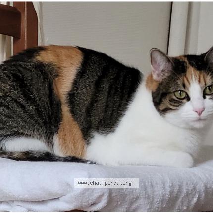 Photo 1/1 Mimi Chat lost in Poissy