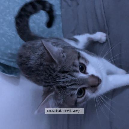 Photo 1/1 Found cat Found in Pontoise