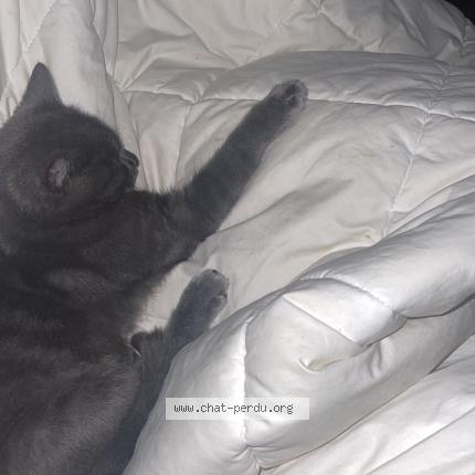 Photo 1/1 Mimi Chat lost in Saint cheron