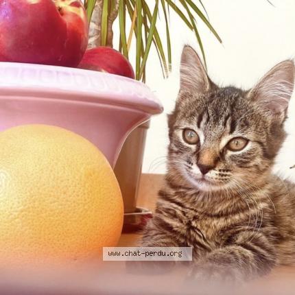 Photo 1/1 Yoshi Chat lost in Marans