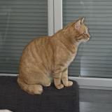 Picture of cat lost at Montpellier