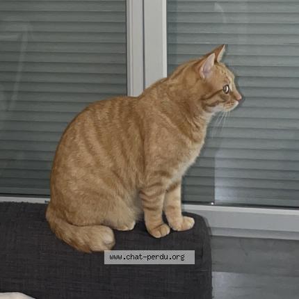 Photo 1/4 Pablo Chat lost in Montpellier