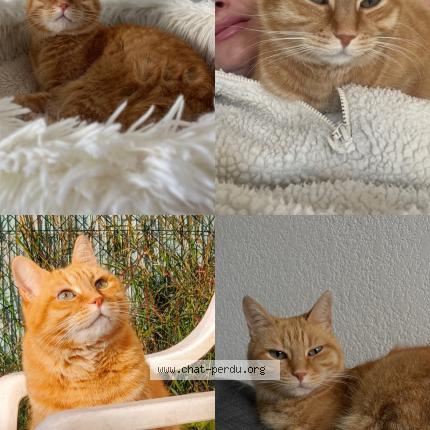 Photo 2/4 Pablo Chat lost in Montpellier