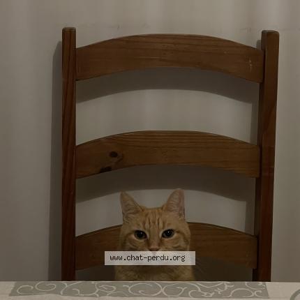 Photo 3/4 Pablo Chat lost in Montpellier