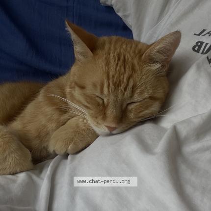 Photo 4/4 Pablo Chat lost in Montpellier