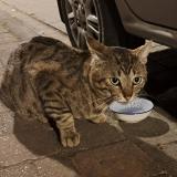 Picture of cat found at Bruxelles