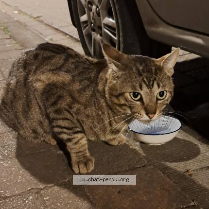 Photo 1/1 Found cat Found in Bruxelles