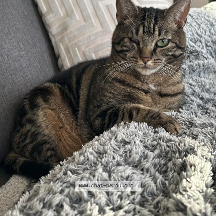 Photo 1/1 Marcel Chat lost in Saxion sion