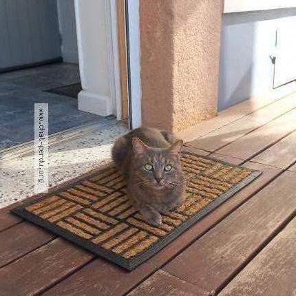 Photo 1/2 Harry Chat lost in Epernay