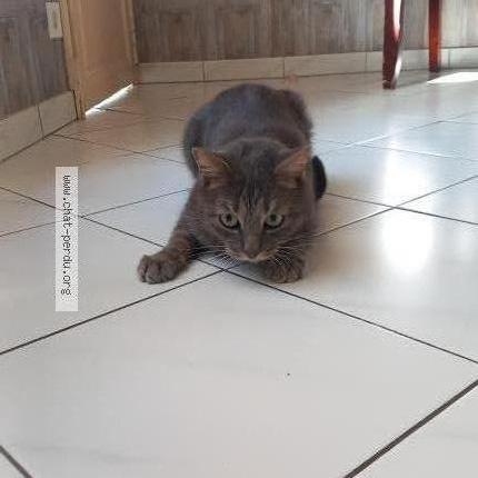 Photo 2/2 Harry Chat lost in Epernay