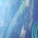 Picture of cat lost at Annemasse