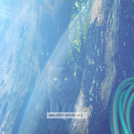 Photo 1/1 Frozen Chat lost in Annemasse