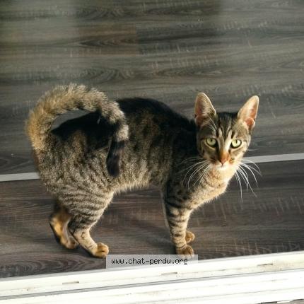 Photo 1/2 Minou Chat lost in Lourdes