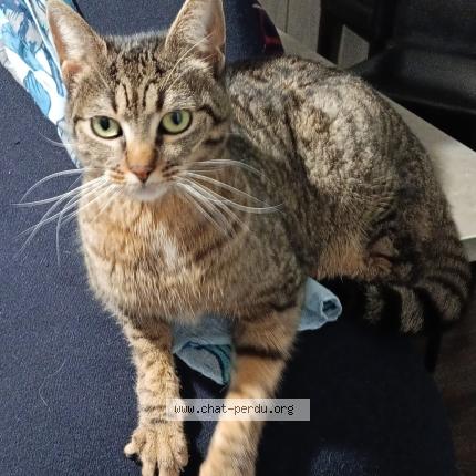 Photo 2/2 Minou Chat lost in Lourdes