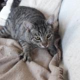 Picture of cat lost at Oloron Ste Marie