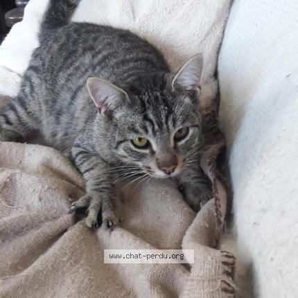 Photo 1/1 Velours Chat lost in Oloron ste marie