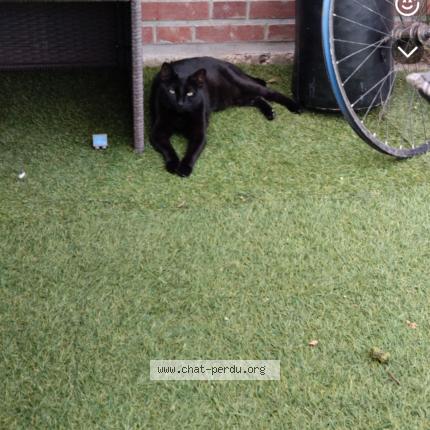 Photo 1/1 Prince Chat lost in Le neubourg