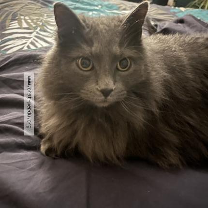 Photo 1/1 Rams&egrave;s Chat lost in Brindas