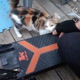 Picture of cat lost at Armentieres