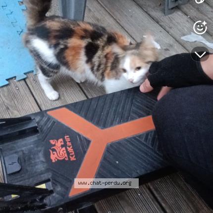 Photo 1/1 Fifi Chat lost in Armentieres