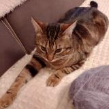 Picture of cat lost at Forges Les Eaux