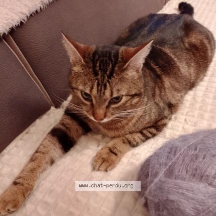 Photo 1/1 Rudy Chat lost in Forges les eaux