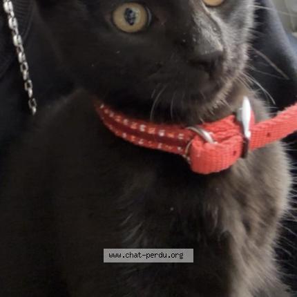 Photo 1/1 Kawa Chat lost in Nice