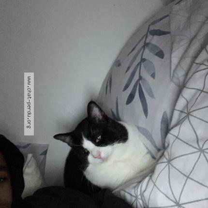 Photo 1/1 Minouche Chat lost in Bezons