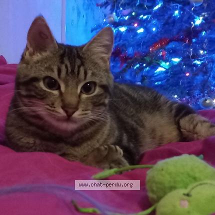 Photo 1/1 Haru Chat lost in Nort sur erdre 44390